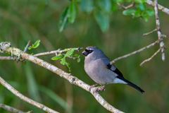 Pyrrhula owstoni