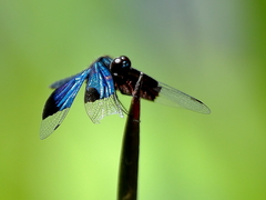 Rhyothemis resplendens