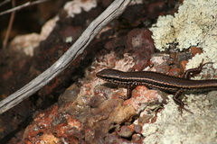 Ctenotus labillardieri