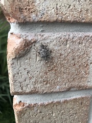 Austromalaya aculeata