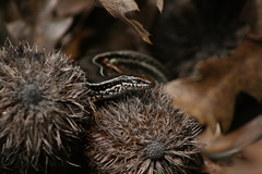 Ctenotus labillardieri