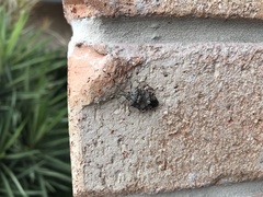 Austromalaya aculeata