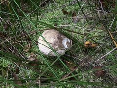 Leccinum variicolor