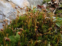 Polytrichastrum septentrionale