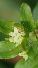 Galium formosense