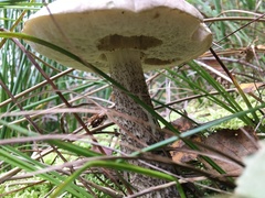 Leccinum variicolor