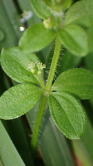 Galium formosense