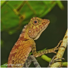 Gonocephalus bornensis