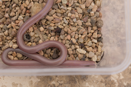 Centralian Blind Snake