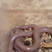 Interior Blind Snake - Photo (c) Adam Yates, some rights reserved (CC BY-NC), uploaded by Adam Yates