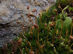 Polytrichastrum septentrionale