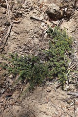Pultenaea pedunculata