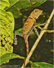 Gonocephalus bornensis