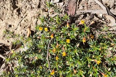 Pultenaea pedunculata