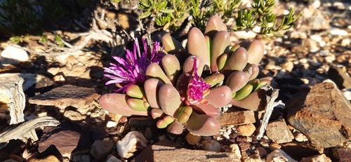 Antegibbaeum fissoides