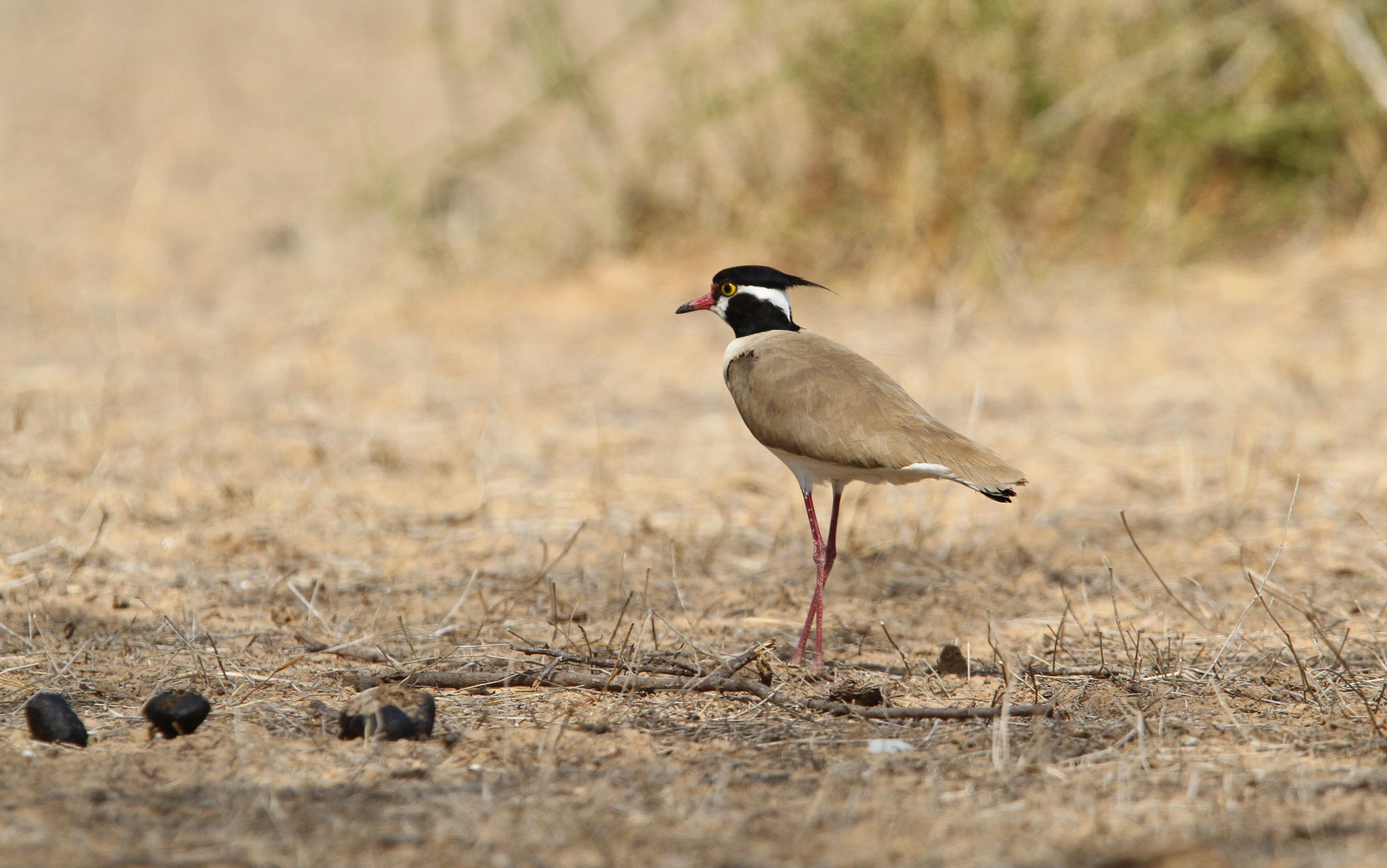 Black-headed Lapwing illustration