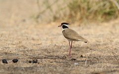 Vanellus tectus