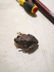 Smilisca baudinii