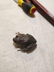 Smilisca baudinii