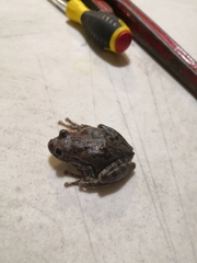 Smilisca baudinii