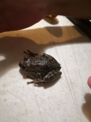 Smilisca baudinii