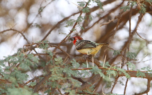 Vieillot's Barbet (Lybius vieilloti), photo 8