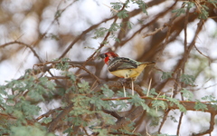 Lybius vieilloti