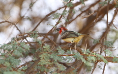 Lybius vieilloti
