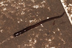 Erpobdellidae