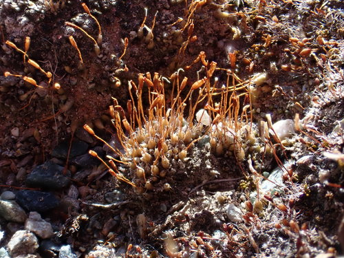 Stegonia latifolia var. pilifera