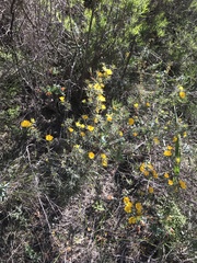 Hibbertia acerosa