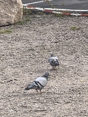 Columba livia domestica