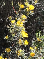 Hibbertia acerosa