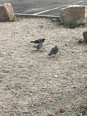 Columba livia domestica