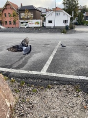 Columba livia domestica