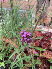 Verbena