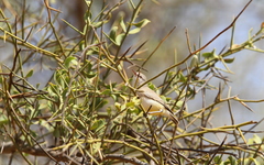 Eremomela icteropygialis