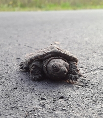 Chelydra serpentina