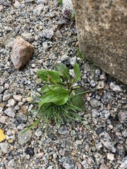 Plantago major