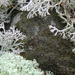 Cladonia mitis - Photo (c) Anita, algunos derechos reservados (CC BY-NC-SA)