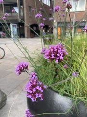 Verbena bonariensis