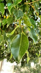 Ficus salicifolia