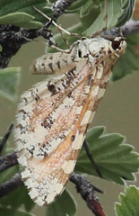 Stamnodes tessellata