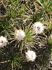 Borya sphaerocephala