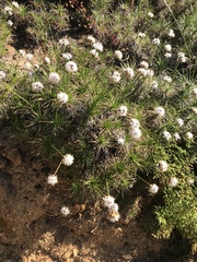 Borya sphaerocephala