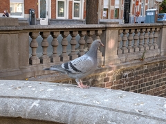 Columba livia domestica