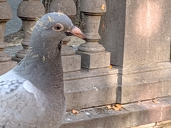 Columba livia domestica