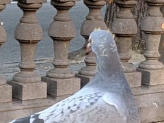 Columba livia domestica