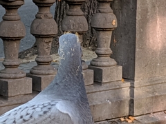 Columba livia domestica