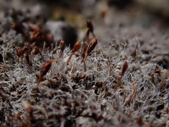 Pterygoneurum ovatum